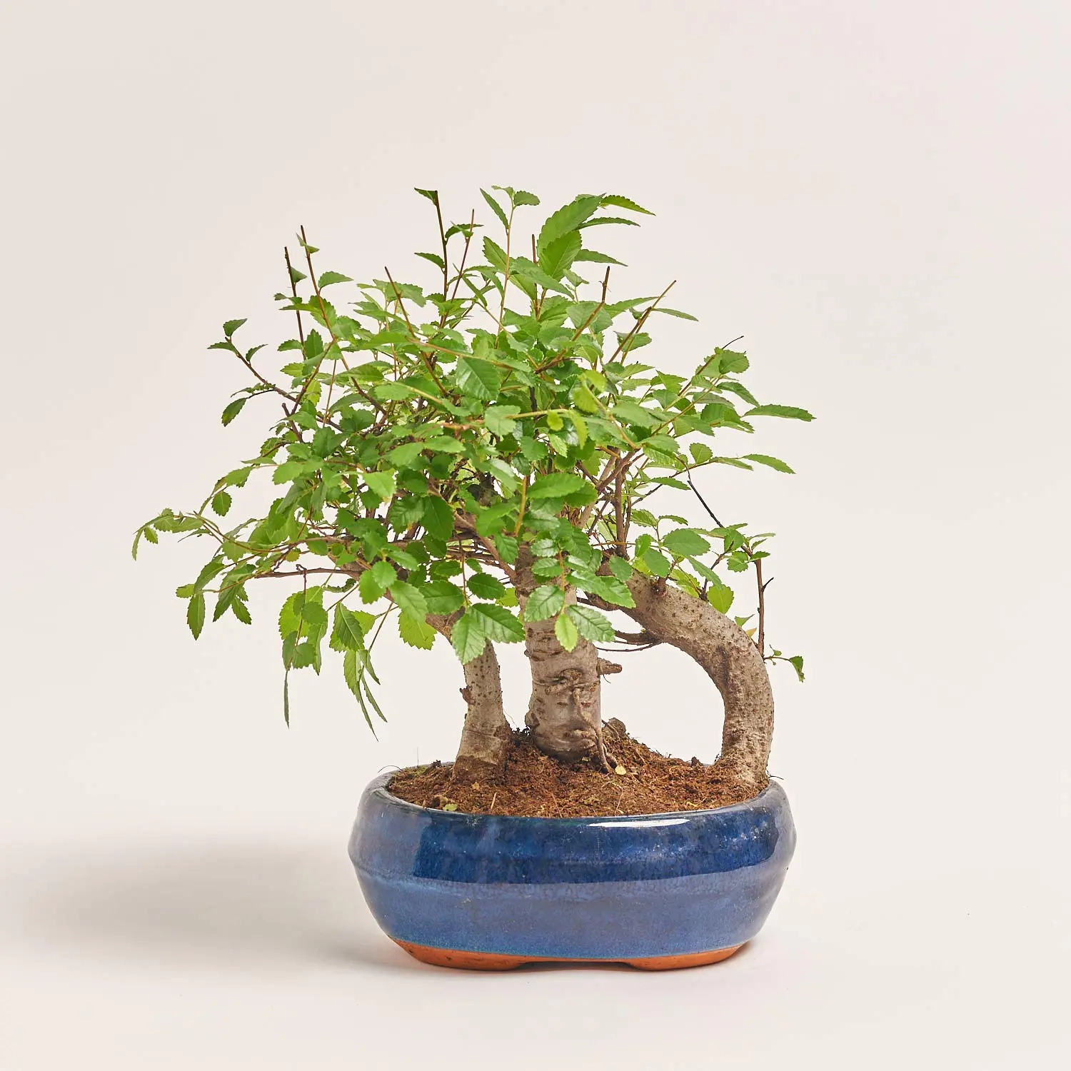 Зображення товару Бонсай в кераміці, артикул: 1330