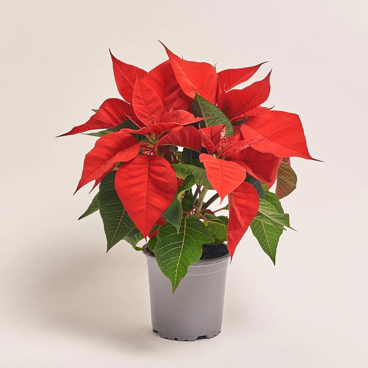 Пуансетія Крісмас Юніверс, артикул: 52988 Зображення товару Пуансетія Крісмас Юніверс, артикул: 52988
