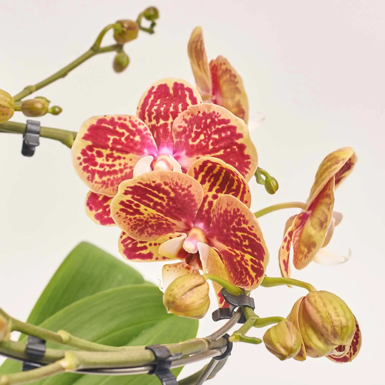 Зображення товару Фаленопсис "Діоро" 2ст. в кер., артикул: 56341