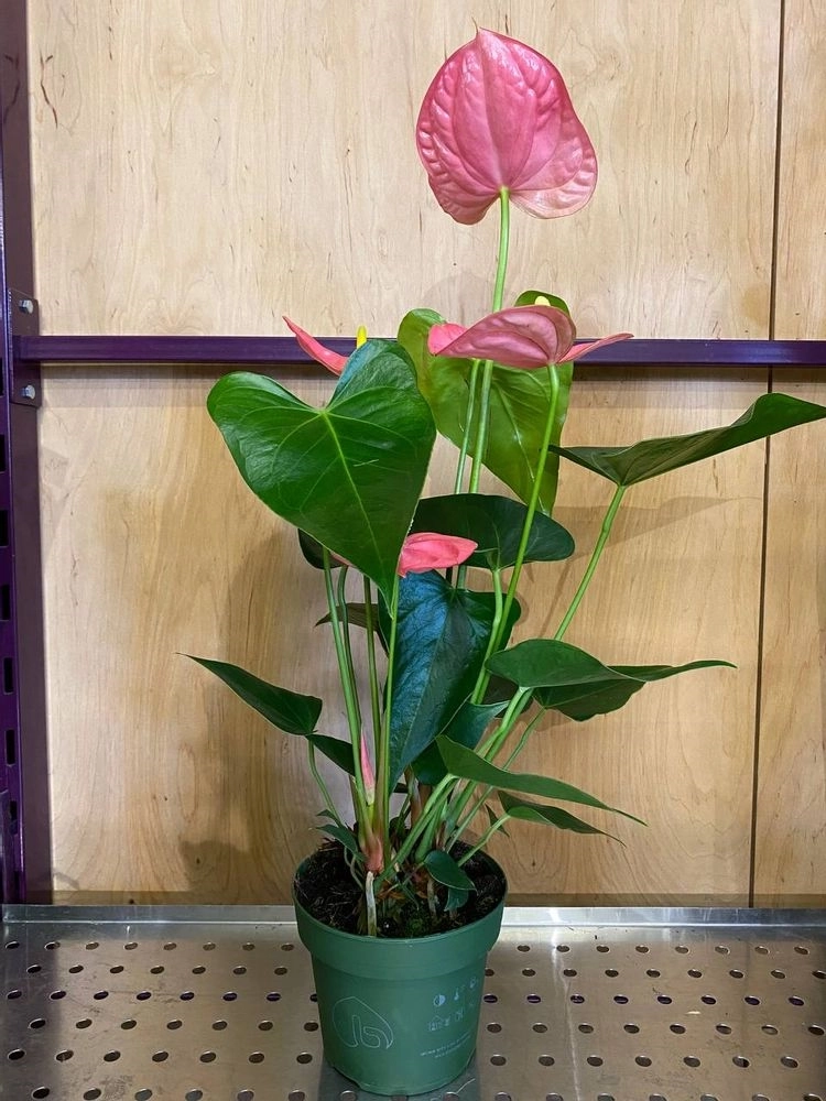 Зображення товару Антуріум Колорадо, артикул: 5830