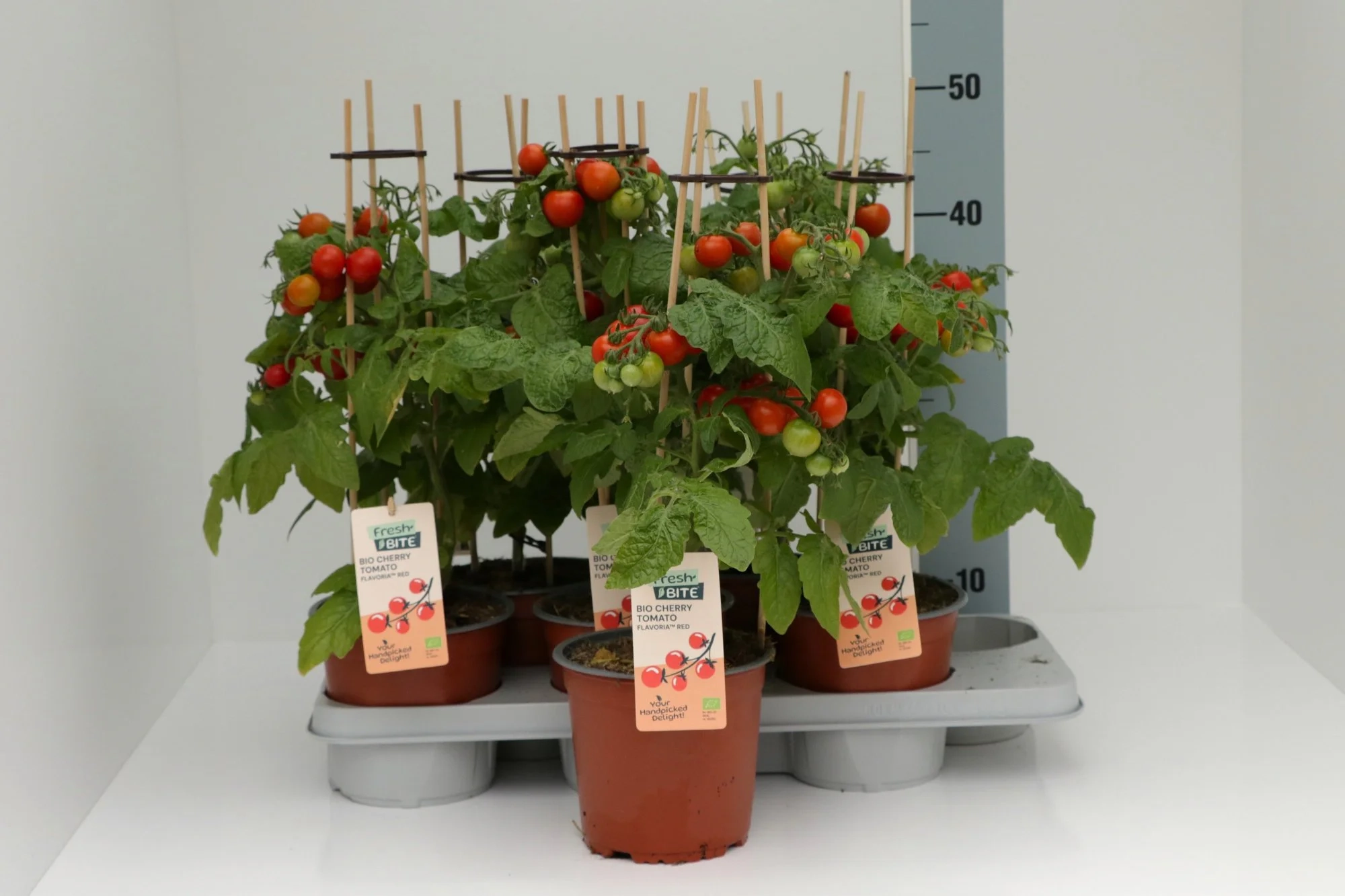 Зображення товару Томат, артикул: 57467