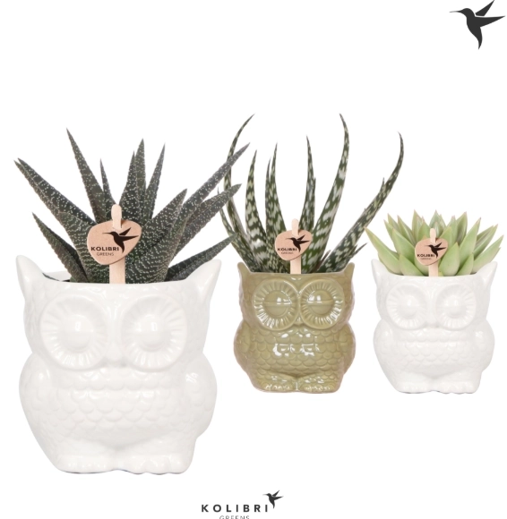 Зображення товару Сукулент мікс "Сова", артикул: 46244