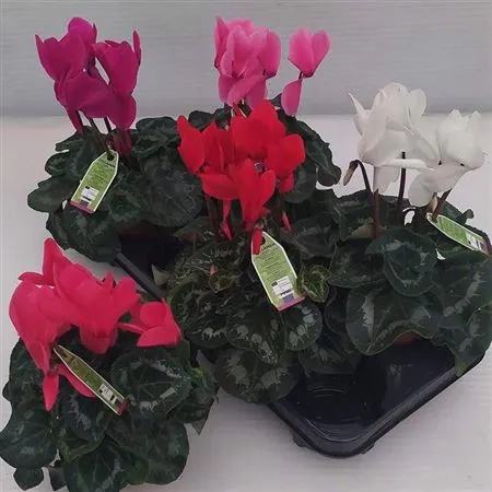 Цикламен Супер Вінтро, артикул: 55217 Зображення товару Цикламен Супер Вінтро, артикул: 55217