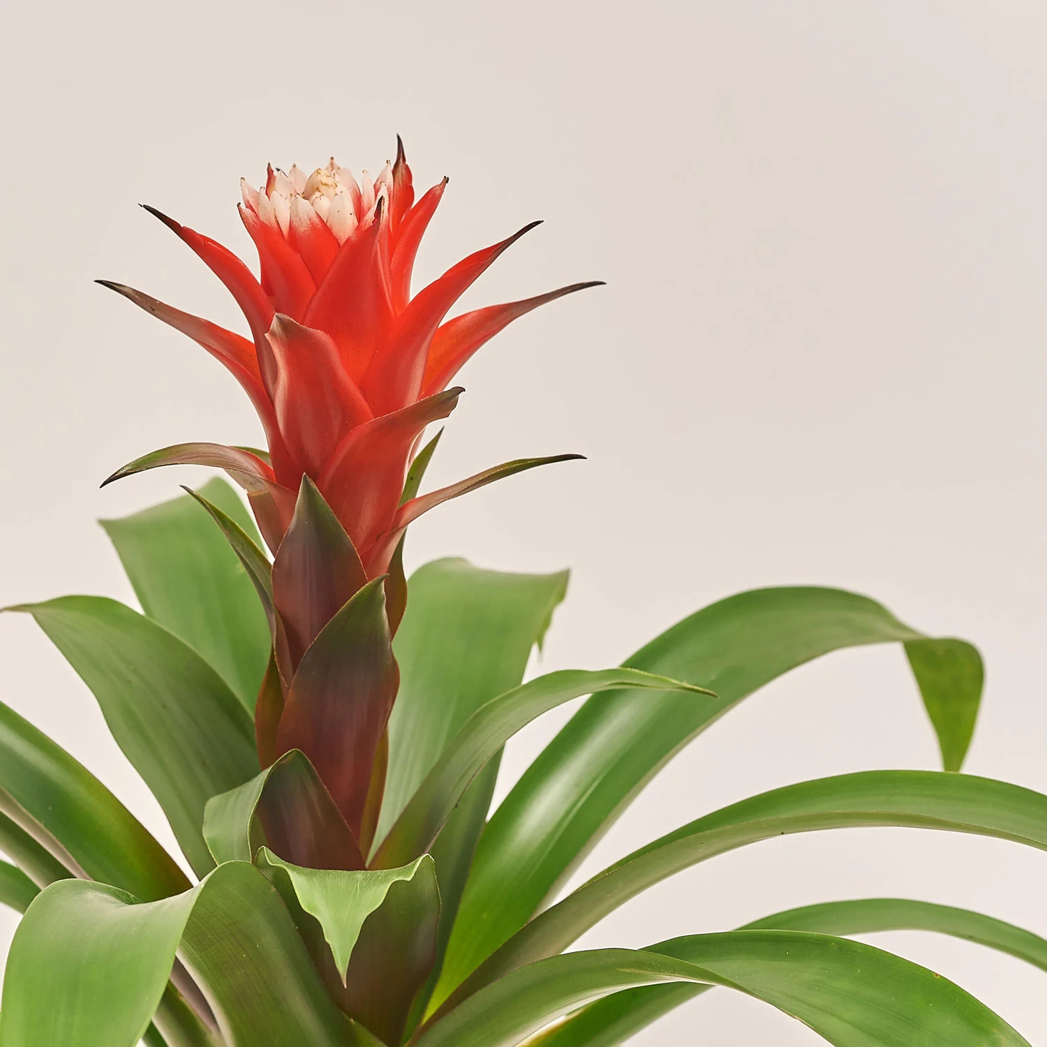 Гузманія Хоуп, артикул: 35376 Зображення товару Гузманія Хоуп, артикул: 35376