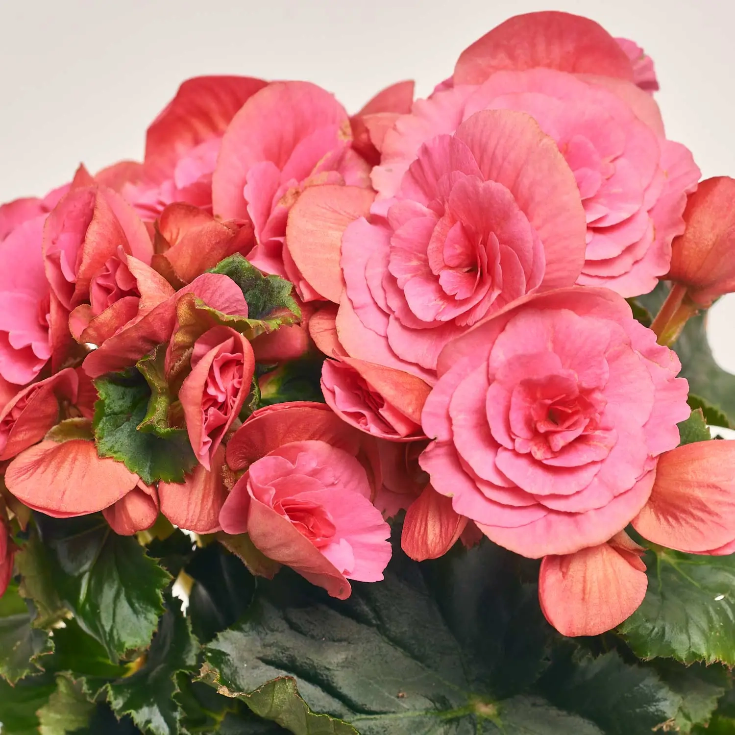 Зображення товару Бегонія та Кашпо Сет 123, артикул: 55484