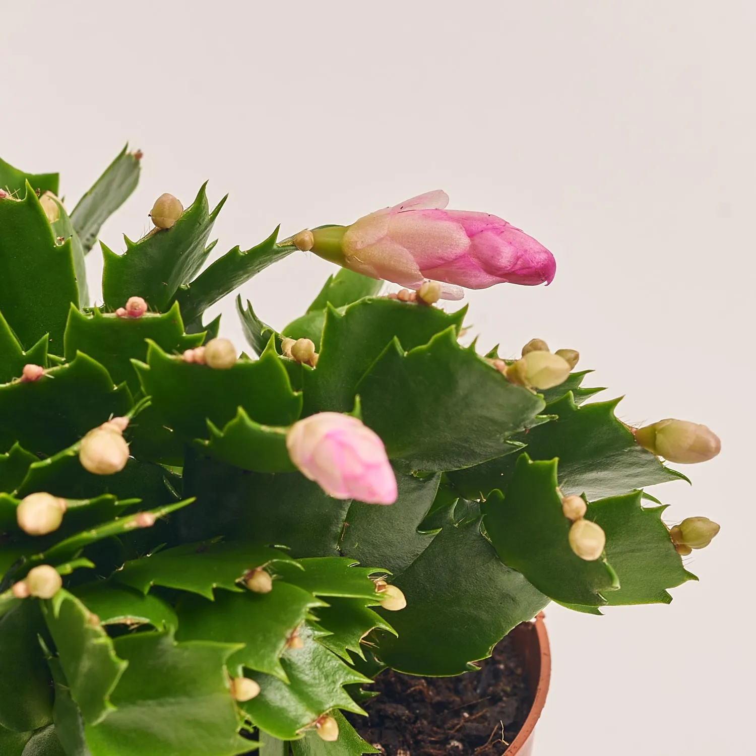 Зображення товару Шлюмбергера мікс, артикул: 41536