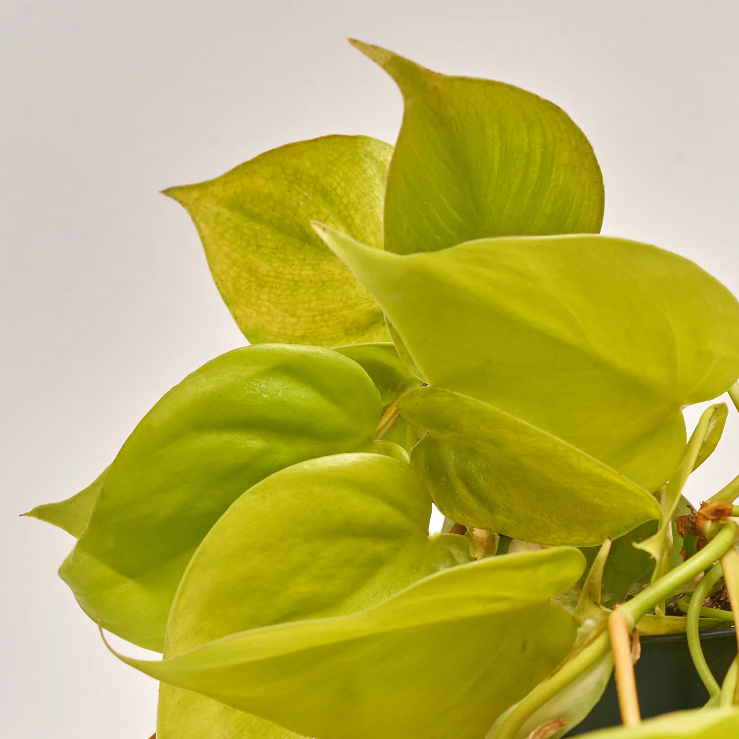 Зображення товару Філодендрон Скаденс Міканс, артикул: 54995