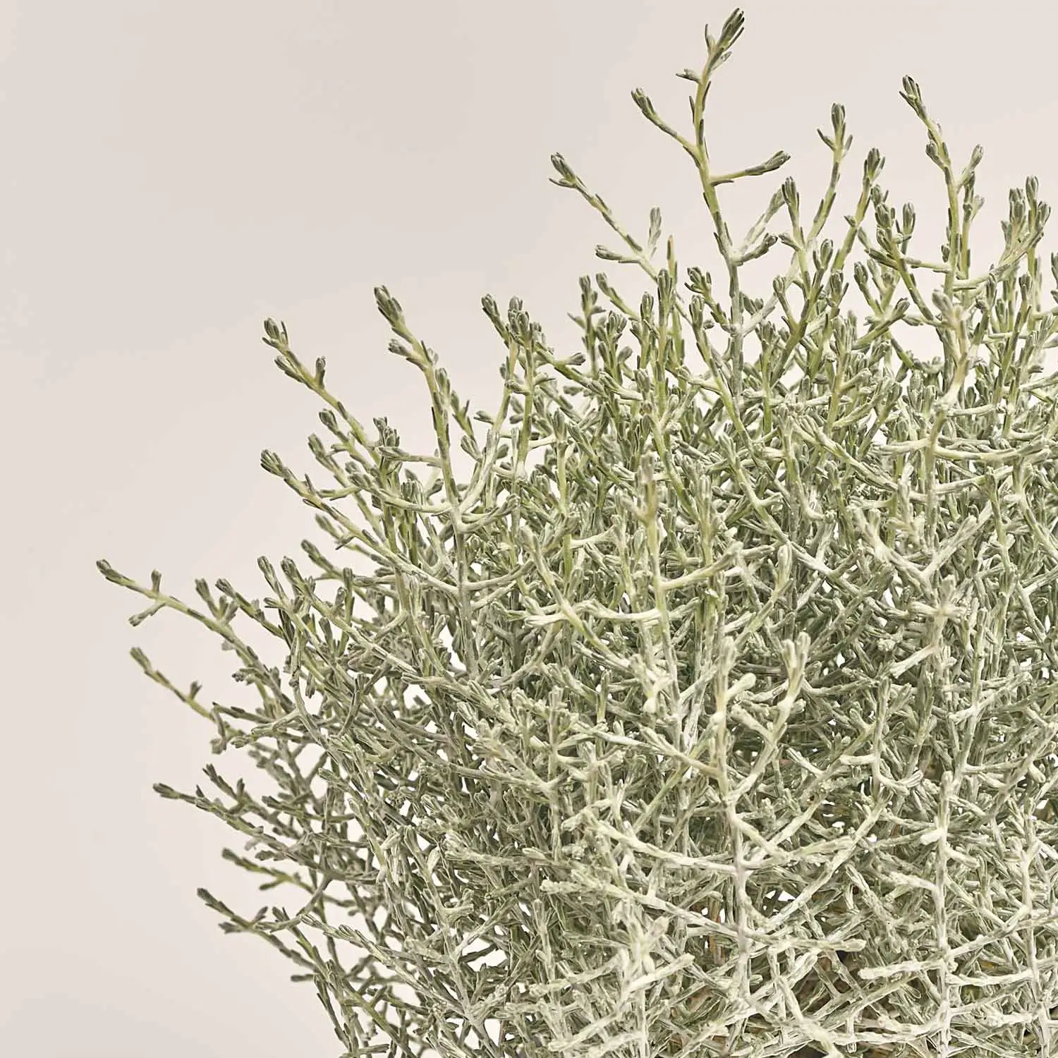 Зображення товару Леукофіта Брауні, артикул: 53202