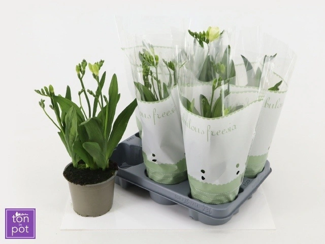 Фрезія біла, артикул: 57191 Зображення товару Фрезія біла, артикул: 57191