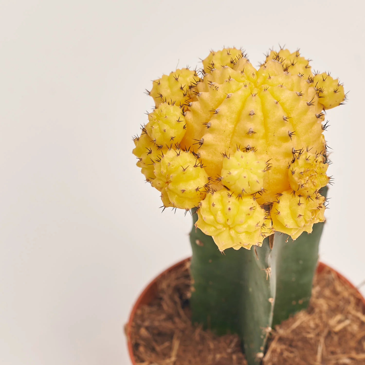 Зображення товару Гімнокаліциум мікс, артикул: 1470