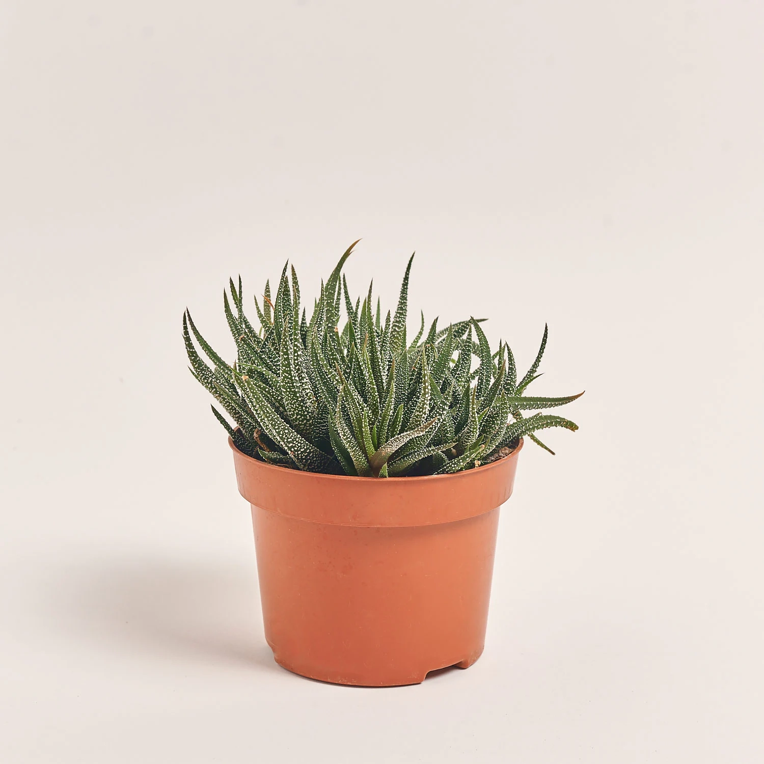 Зображення товару Сукулент мікс, артикул: 2084