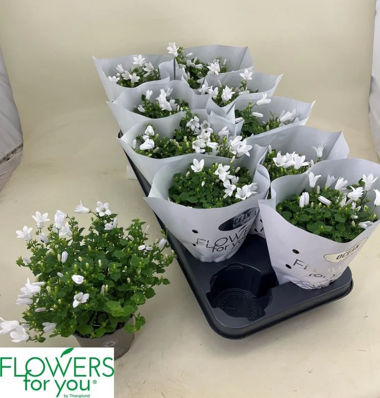 Кампанула біла, артикул: 56441 Зображення товару Кампанула біла, артикул: 56441