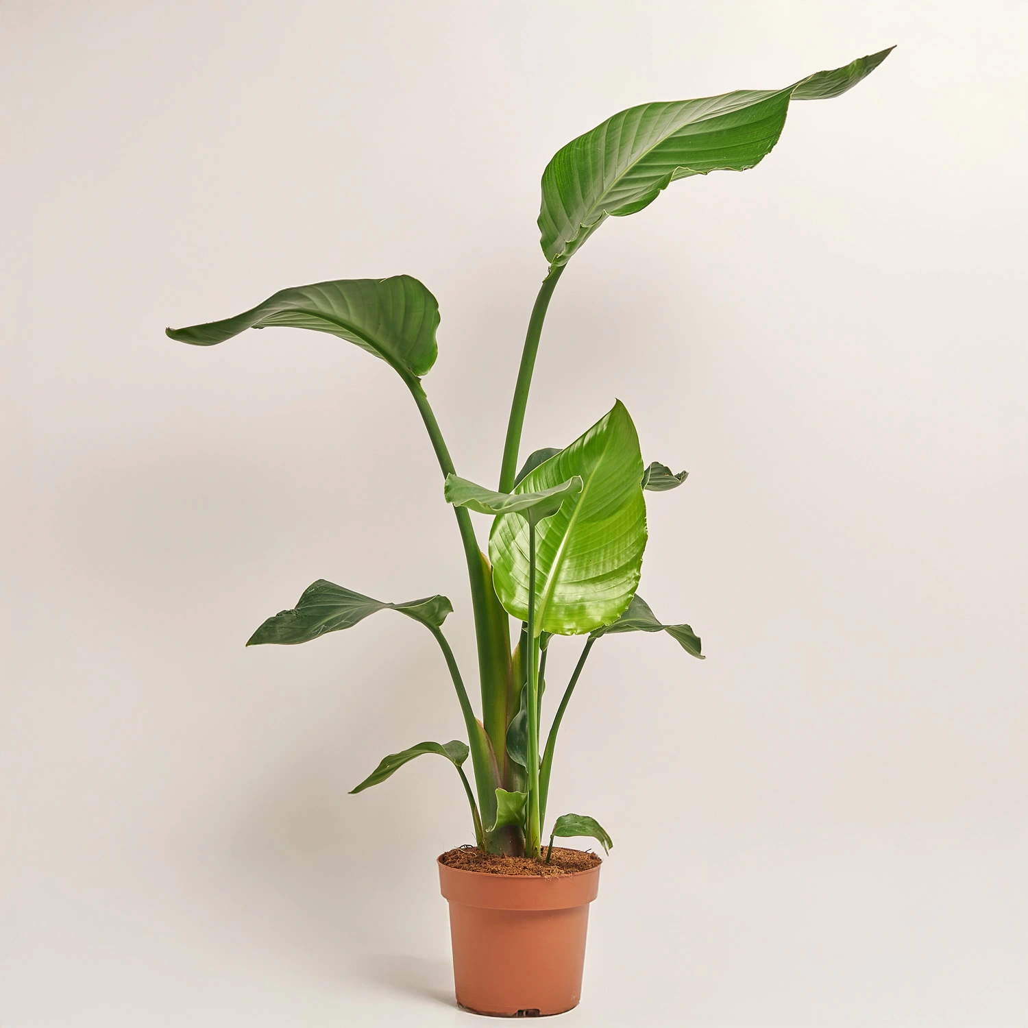 Зображення товару Стреліція Ніколай, артикул: 53123