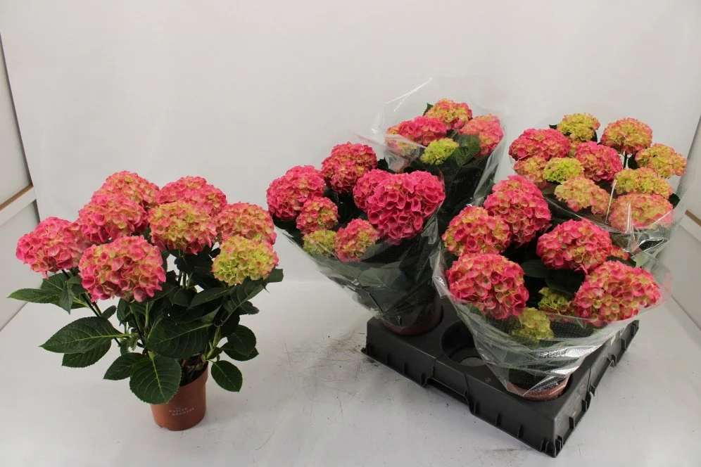 Зображення товару Гортензія рожева 7ст., артикул: 57509