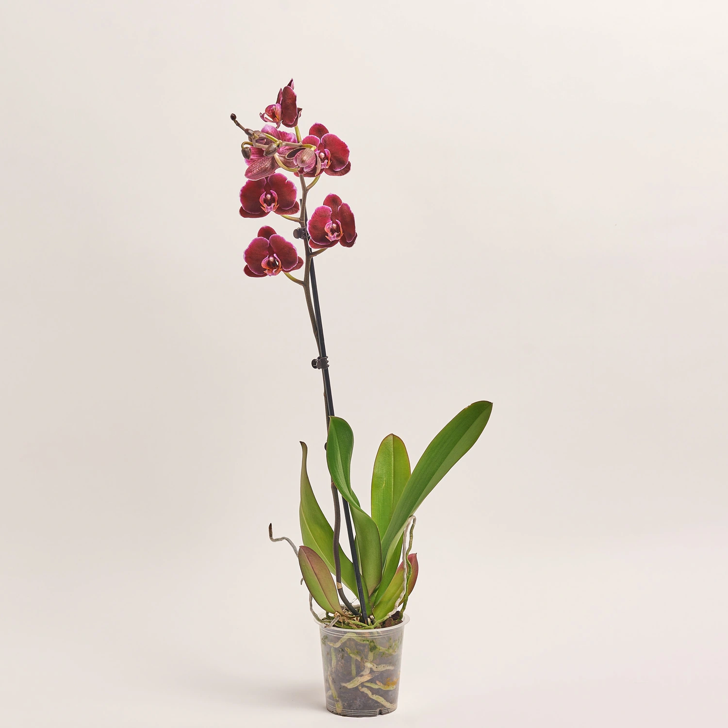 Фаленопсис 1ст. мікс, артикул: 18850 Зображення товару Фаленопсис 1ст. мікс, артикул: 18850