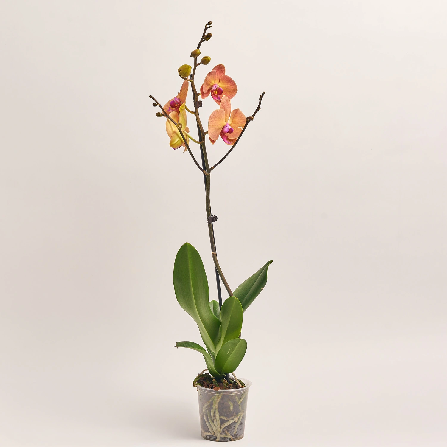 Фаленопсис 1ст. мікс, артикул: 18850 Зображення товару Фаленопсис 1ст. мікс, артикул: 18850