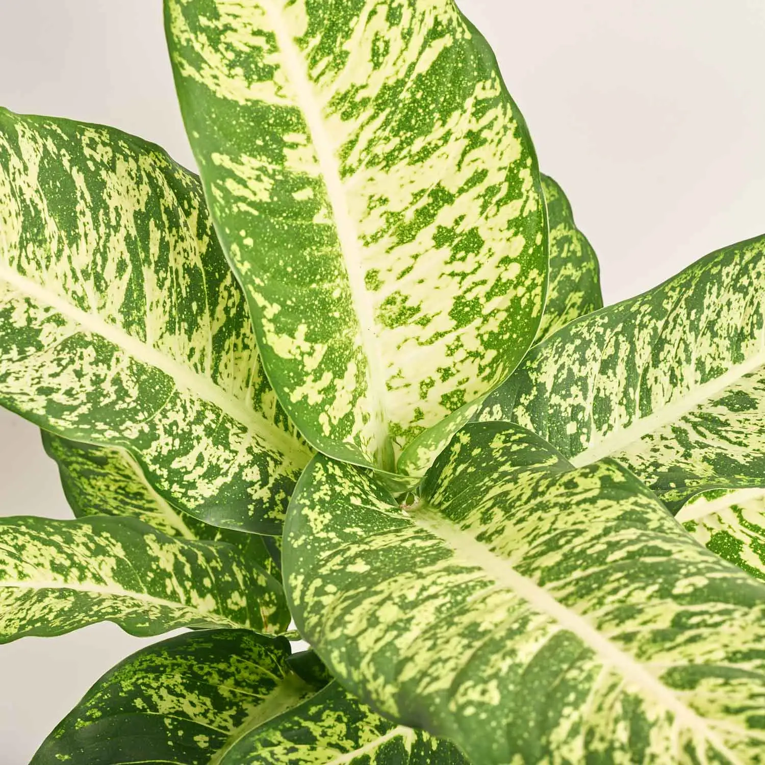 Зображення товару Дифенбахія Марс, артикул: 19400