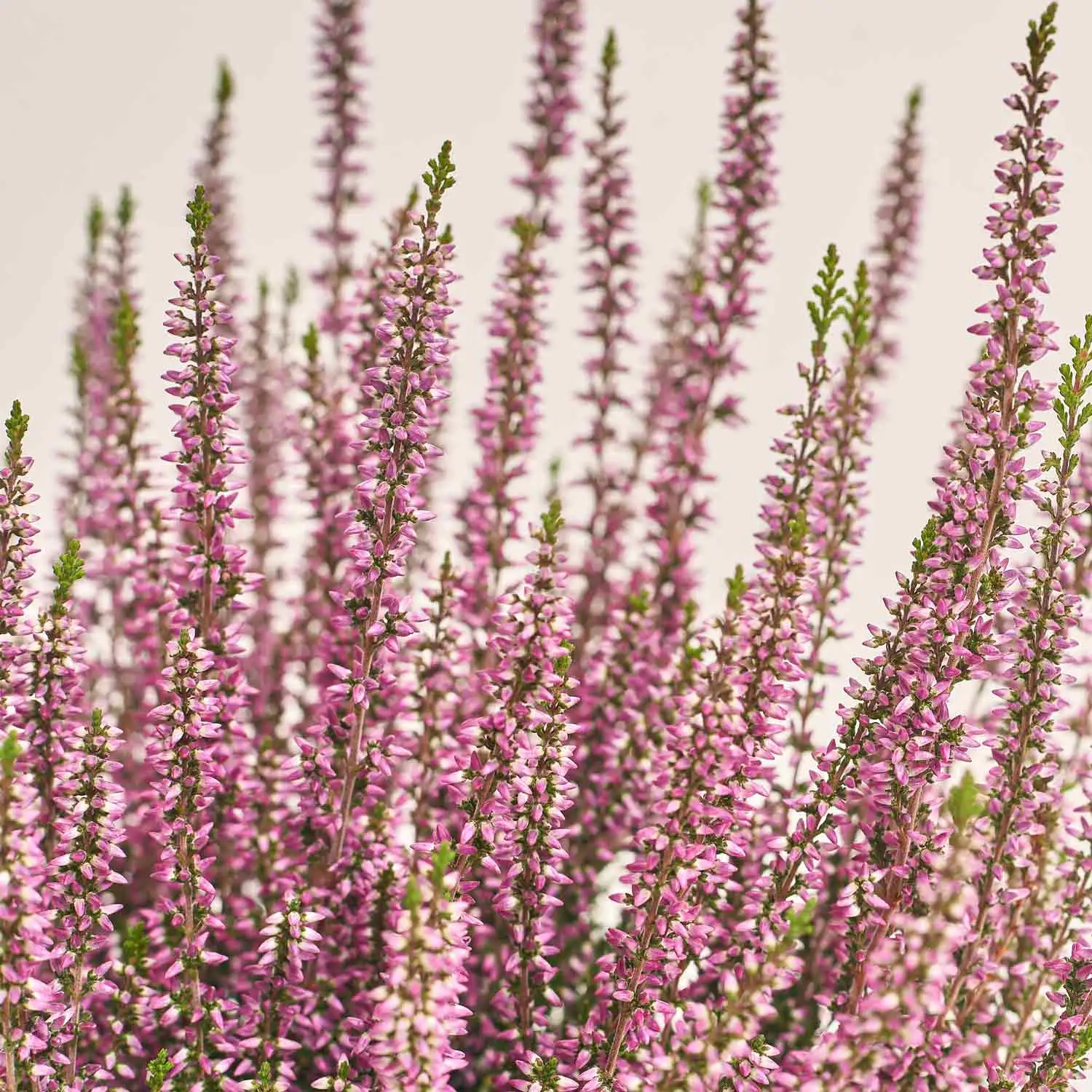 Зображення товару Калуна рожева, артикул: 29217