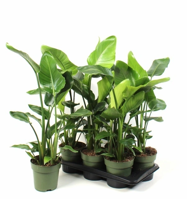 Стреліція Ніколай, артикул: 56727 Зображення товару Стреліція Ніколай, артикул: 56727