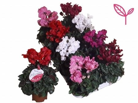 Цикламен Супер Меренге, артикул: 34832 Зображення товару Цикламен Супер Меренге, артикул: 34832