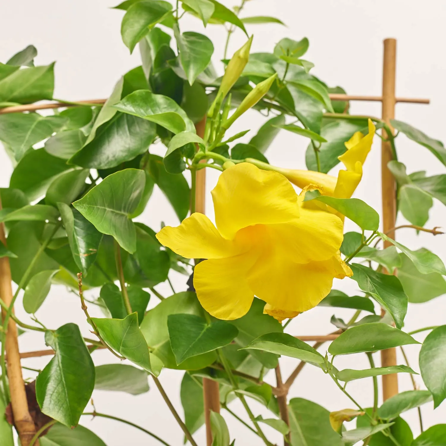 Зображення товару Мандевілла Цитрина, артикул: 56942