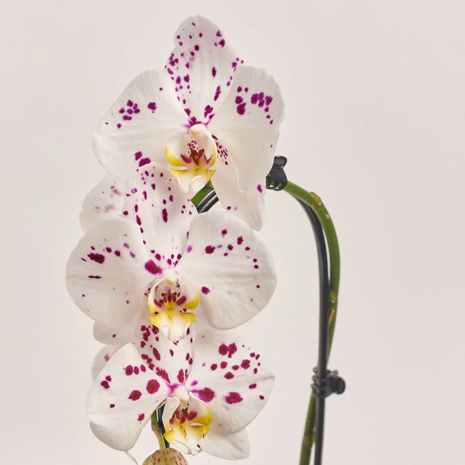 Зображення товару Фаленопсис каскад 1ст. в кер., артикул: 55608