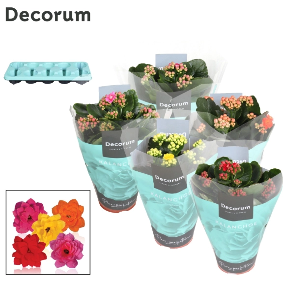 Зображення товару Каланхоє мікс Decorum, артикул: 57684