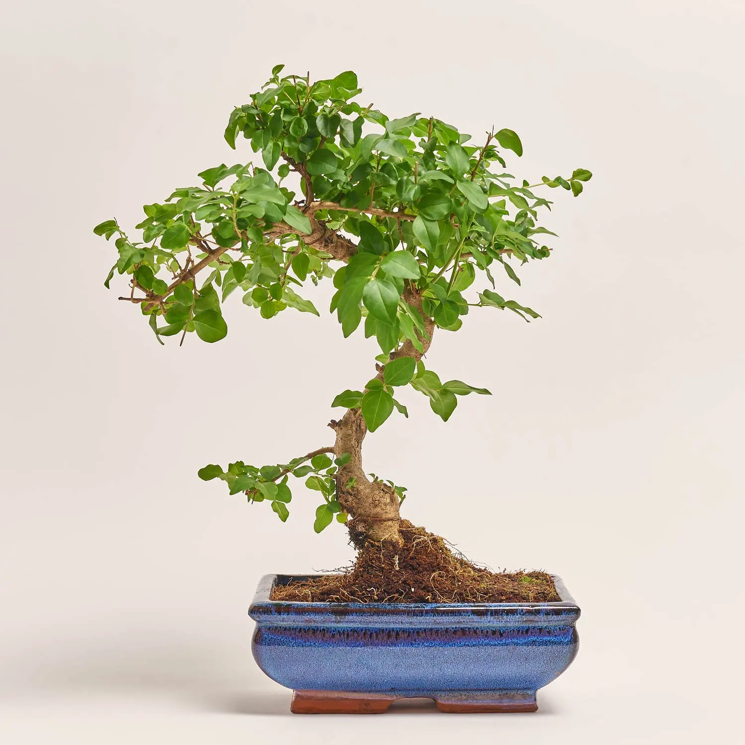 Бонсай в кер., артикул: 30212 Зображення товару Бонсай в кер., артикул: 30212