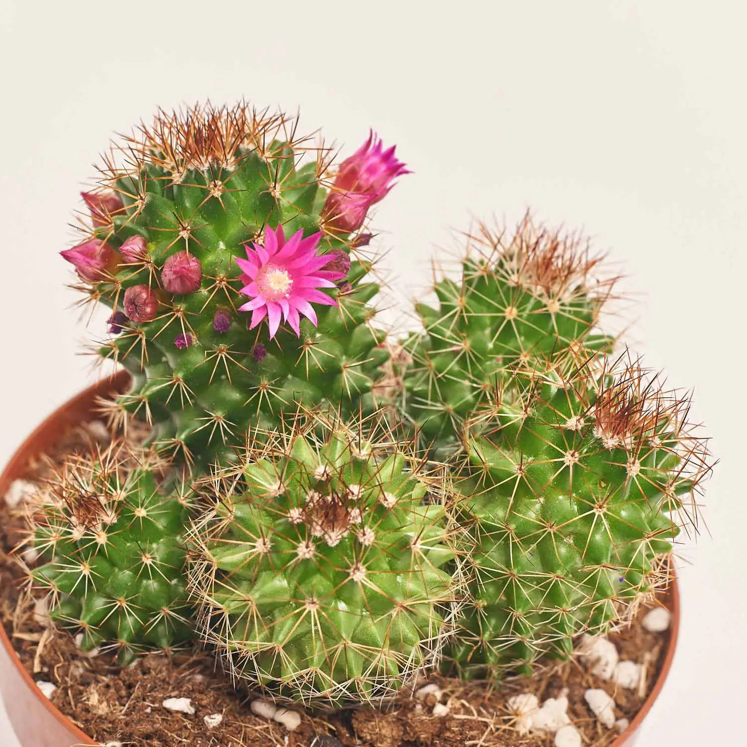 Зображення товару Кактус Бол мікс, артикул: 53324