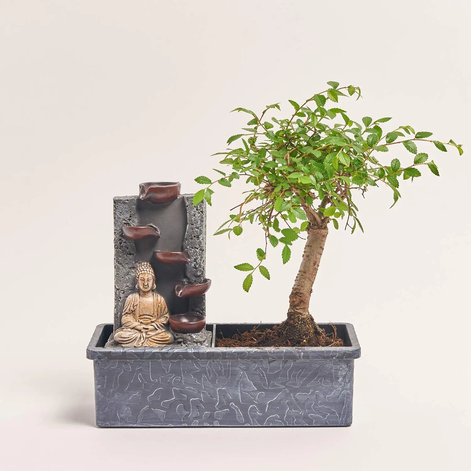 Зображення товару Бонсай в кер., артикул: 56846