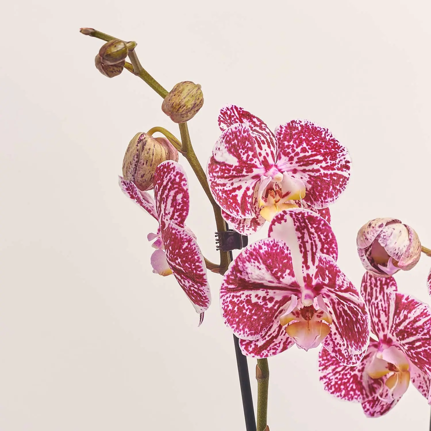 Зображення товару Фаленопсис 2ст. мікс, артикул: 19290