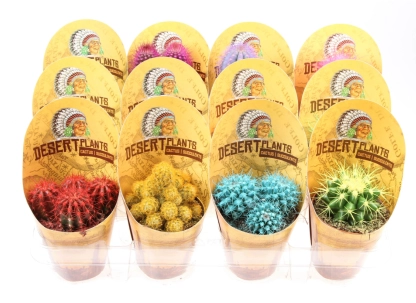 Кактус Рейнбов в упаковці, артикул: 54177 Зображення товару Кактус Рейнбов в упаковці, артикул: 54177