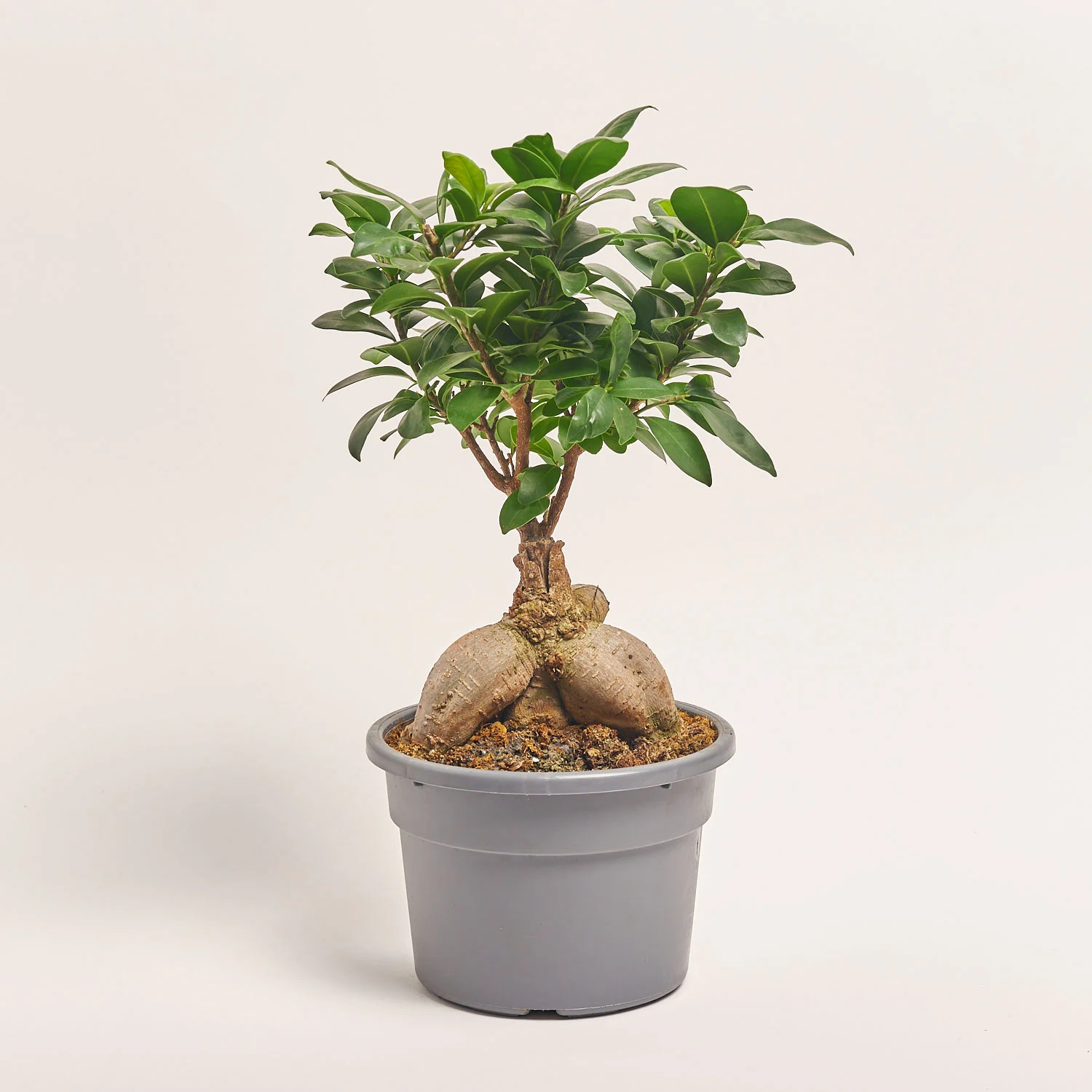 Зображення товару Фікус мікрокарпа Гінсенг, артикул: 56340