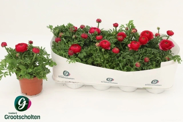 Зображення товару Ранункулус рожевий, артикул: 56757