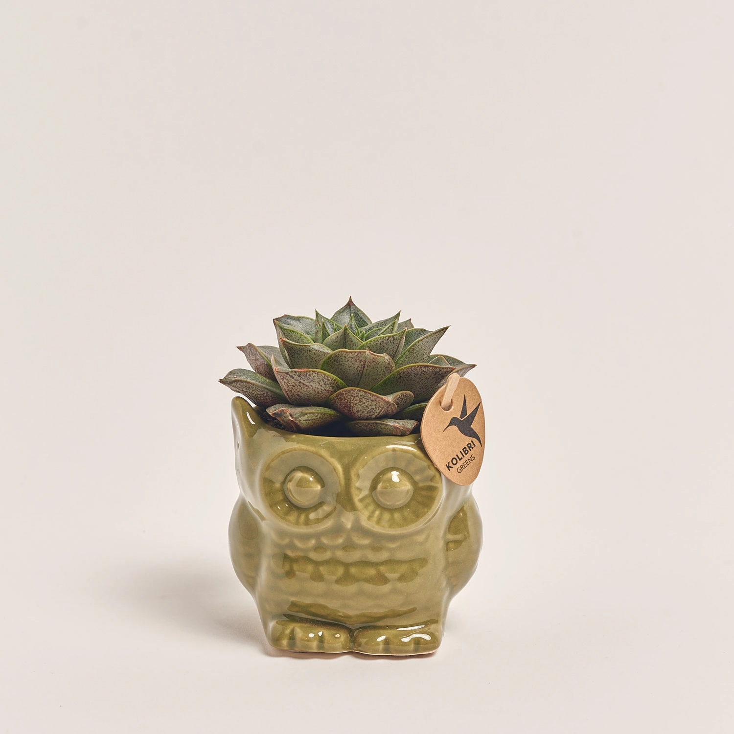 Зображення товару Сукулент мікс "Сова" зелена, артикул: 39965
