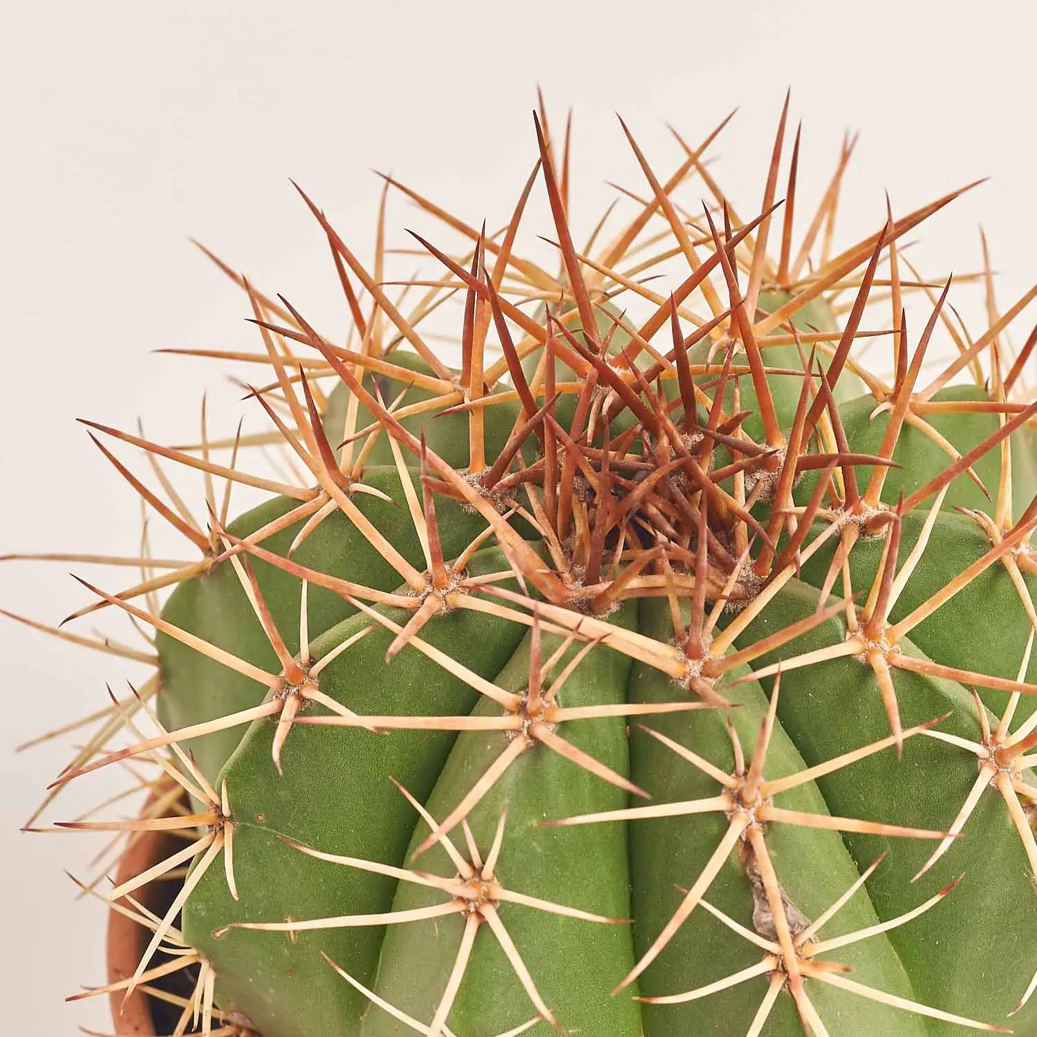 Зображення товару Кактус мікс, артикул: 56847