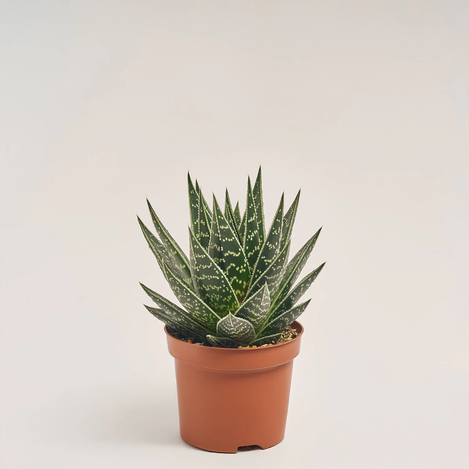 Алоє Тікі Тахі, артикул: 19287 Зображення товару Алоє Тікі Тахі, артикул: 19287