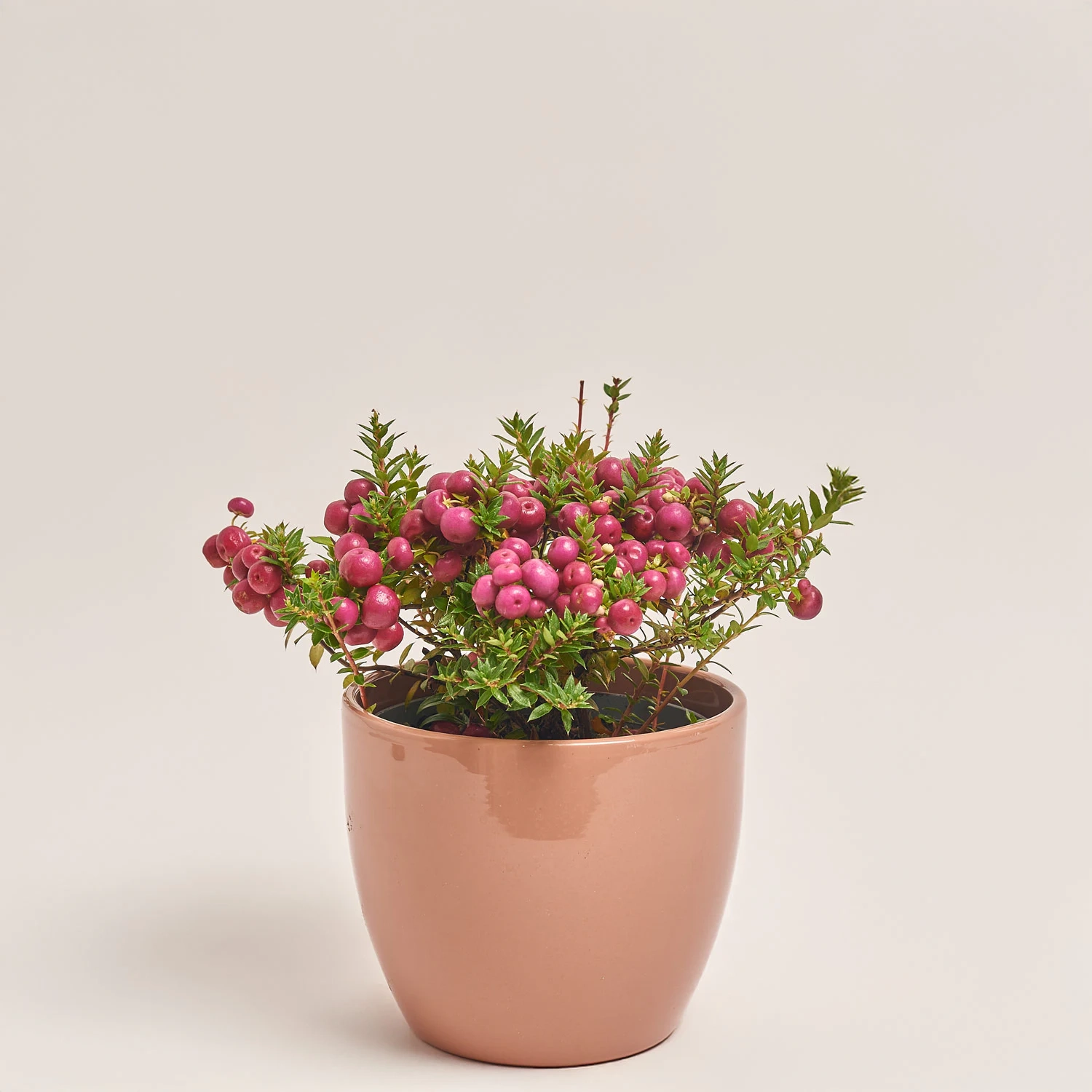 Гаультерія та Кашпо Сет 426, артикул: 53346 Зображення товару Гаультерія та Кашпо Сет 426, артикул: 53346