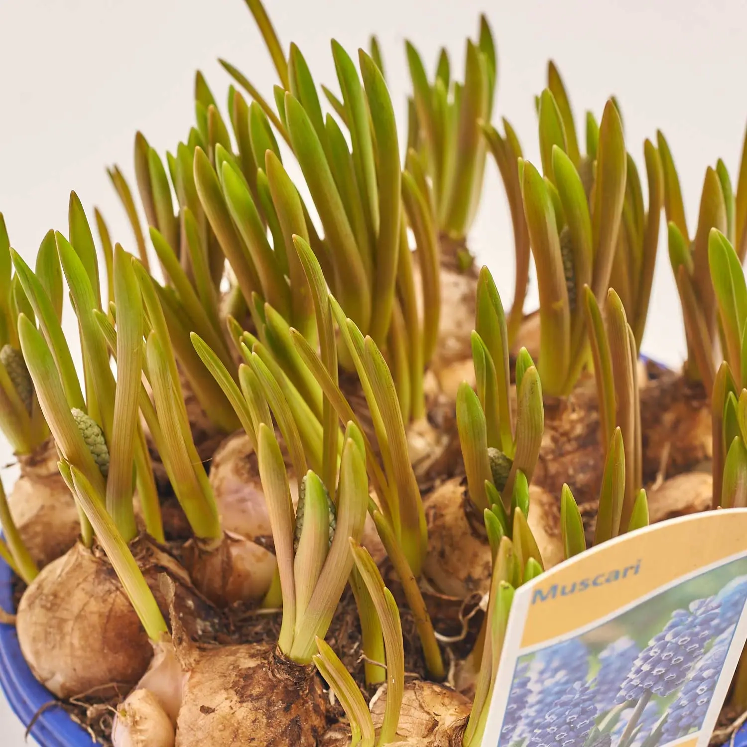 Зображення товару Мускарі Атлантик, артикул: 55298