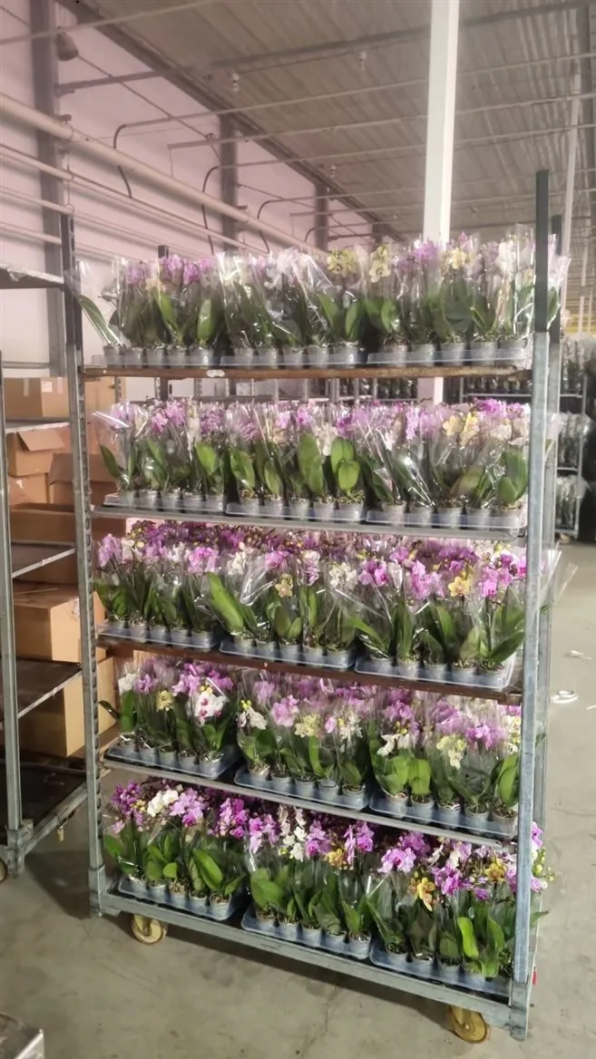 Зображення товару Фаленопсис мультифлора 1ст. мікс, артикул: 53125