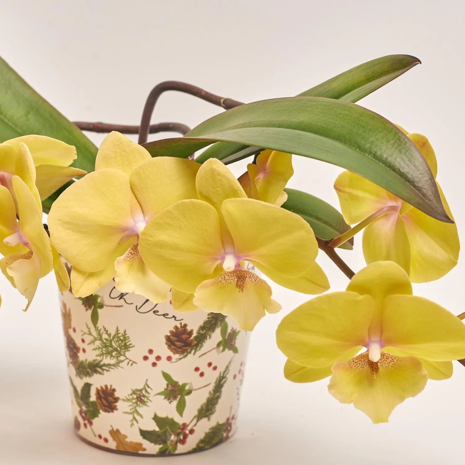 Зображення товару Фаленопсис "Тейбл" 2ст. мікс, артикул: 27475