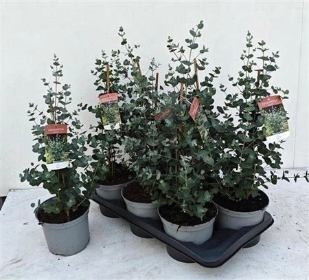 Зображення товару Евкаліпт Гунні, артикул: 44895