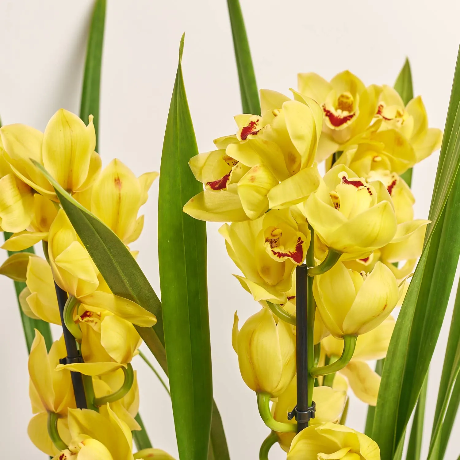 Цимбідіум мікс 4ст., артикул: 31271 Зображення товару Цимбідіум мікс 4ст., артикул: 31271