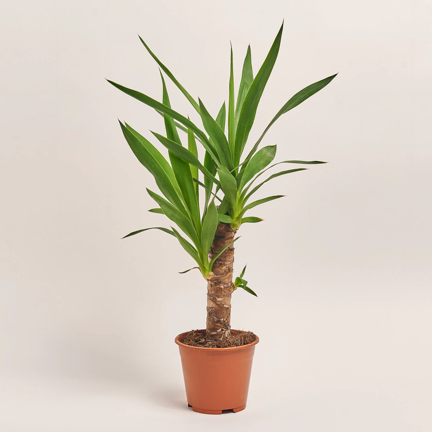 Юкка 1ст., артикул: 19073 Зображення товару Юкка 1ст., артикул: 19073