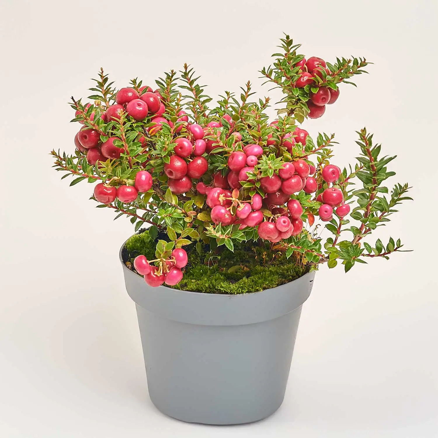 Гаультерія мікс, артикул: 40963 Зображення товару Гаультерія мікс, артикул: 40963