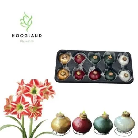 Зображення товару Амариліс мікс у воску, артикул: 53914