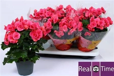 Зображення товару Бегонія Берсеба, артикул: 45046