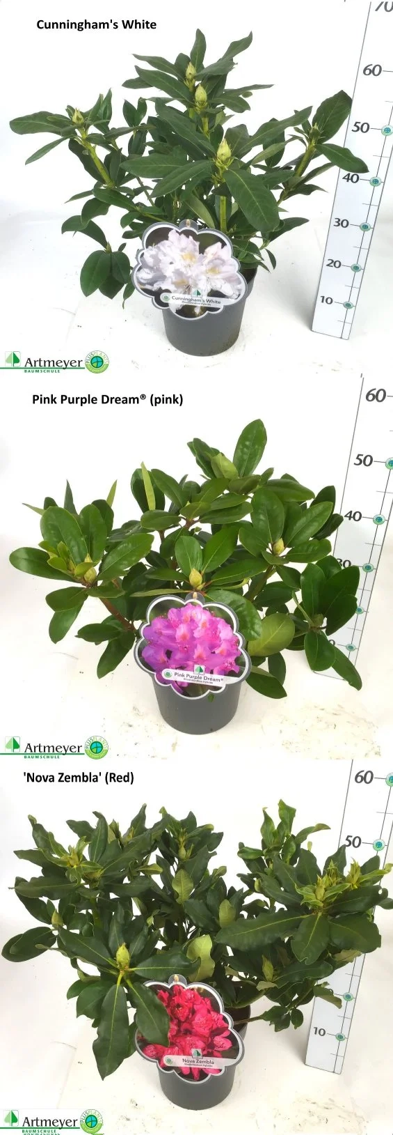 Зображення товару Рододендрон Кет мікс, артикул: 57321