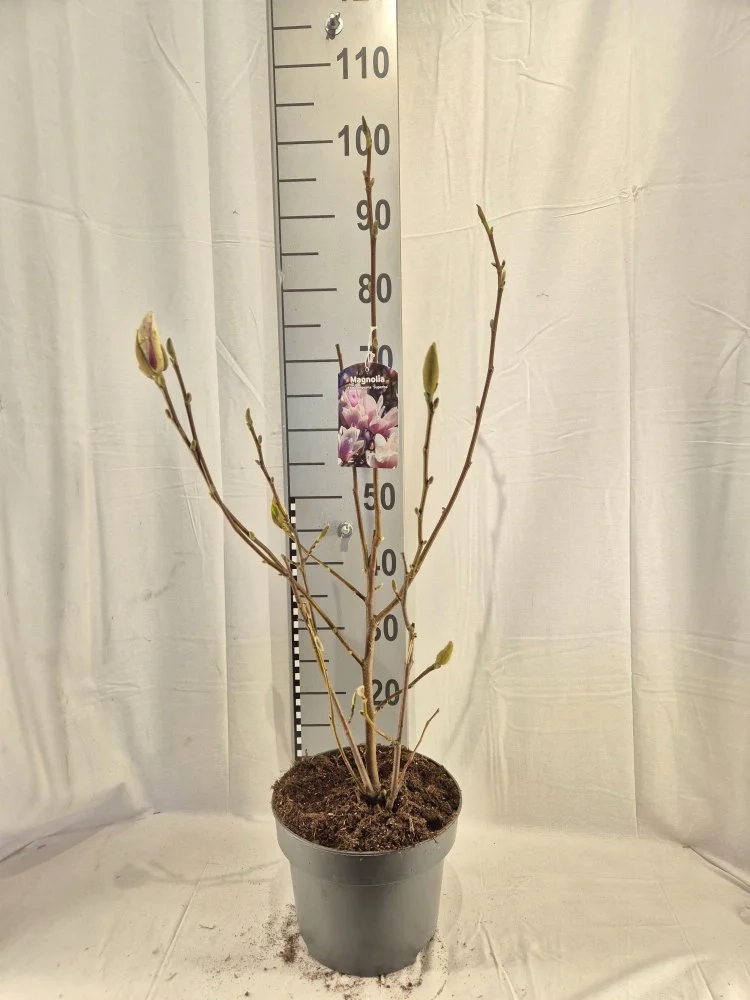 Зображення товару Магнолія Сюзан, артикул: 56723