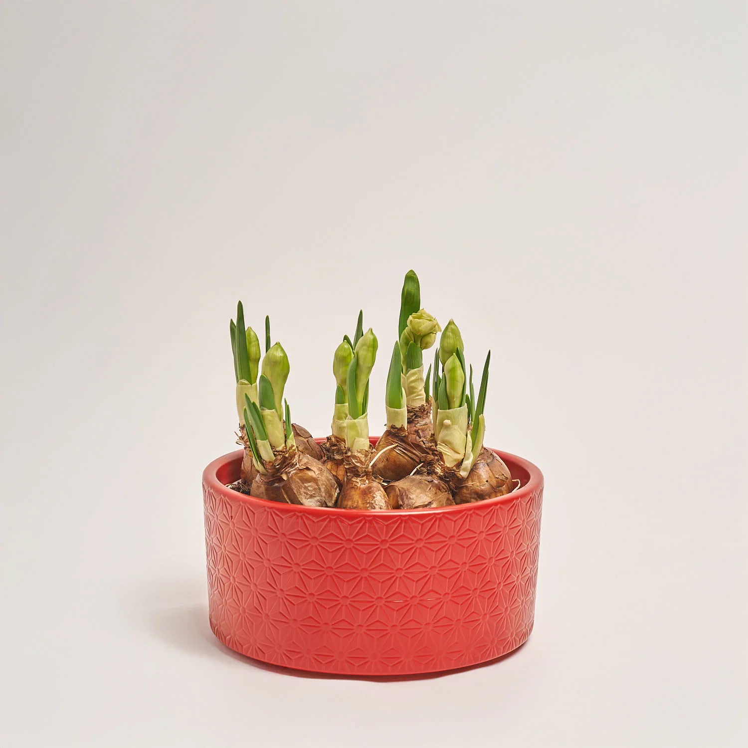 Зображення товару Нарцис Брайдал Краун в кер., артикул: 55613